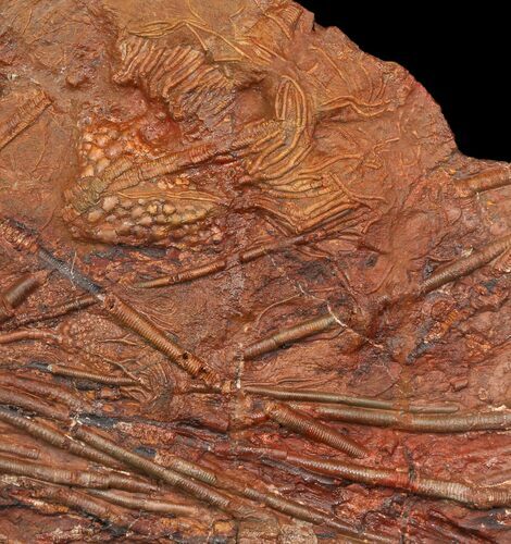 Silurian Fossil Crinoid (Scyphocrinites) Plate - Morocco #118541